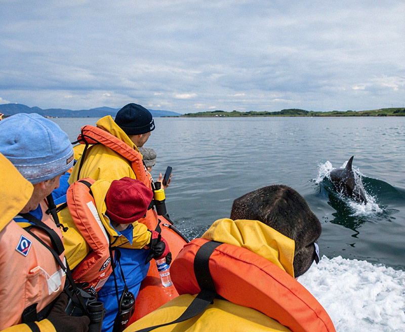 dolphin watching web