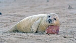 grey seal orkney coastline