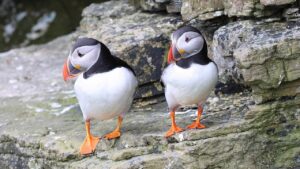 puffin isle of eday orkney