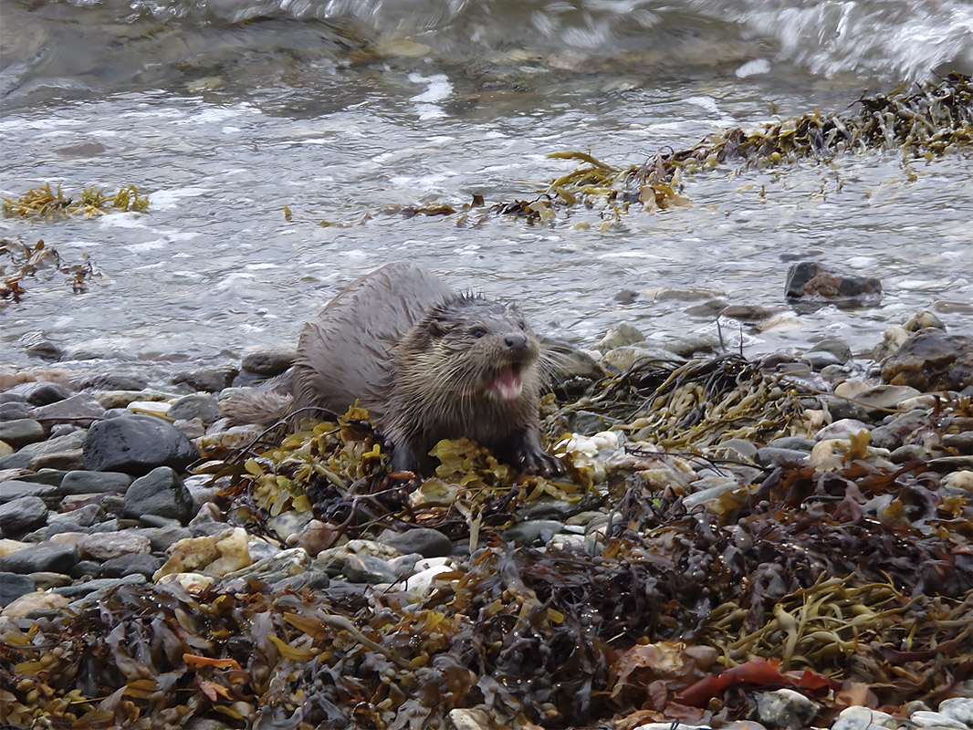 otter
